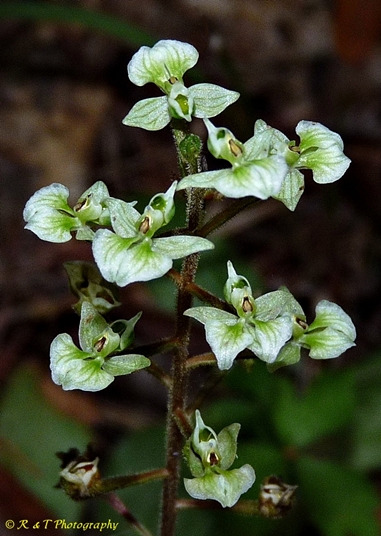 {Ponthieva racemosa}